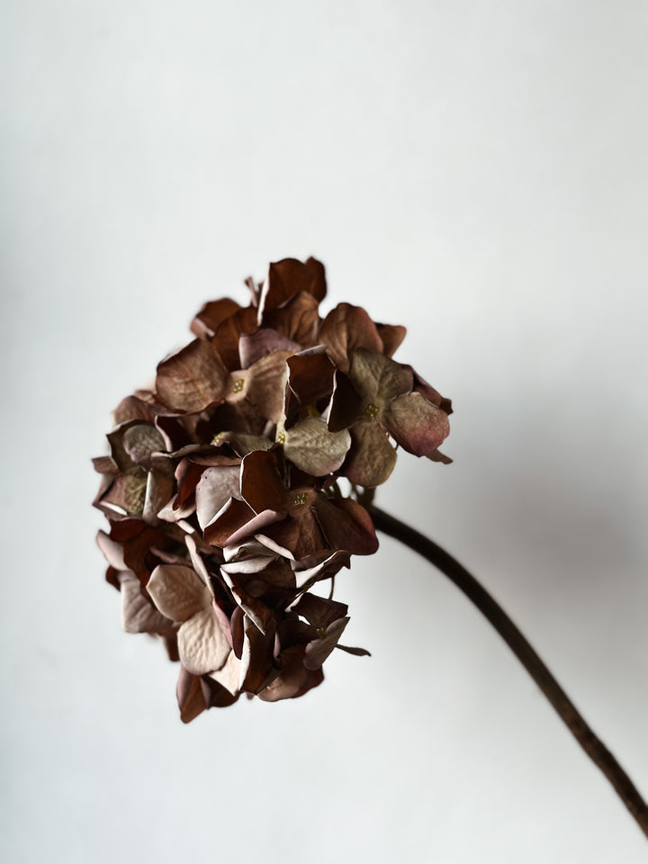 Hydrangea Brown