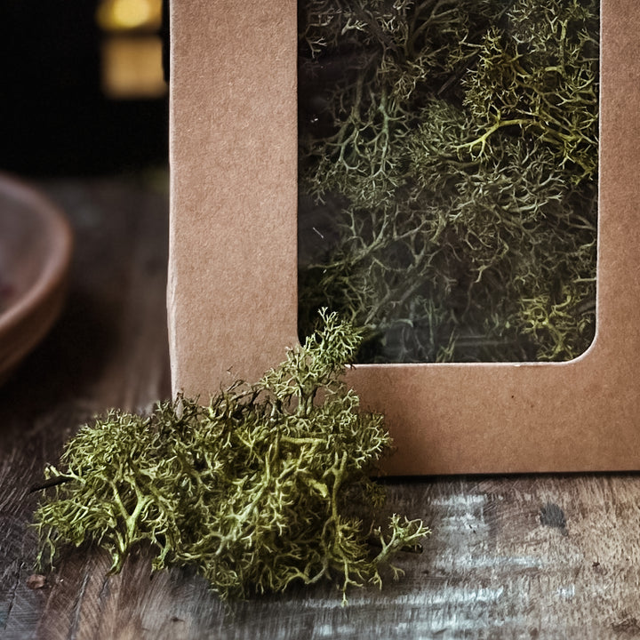 Christmas Botanicals - Preserved Moss Dark Green