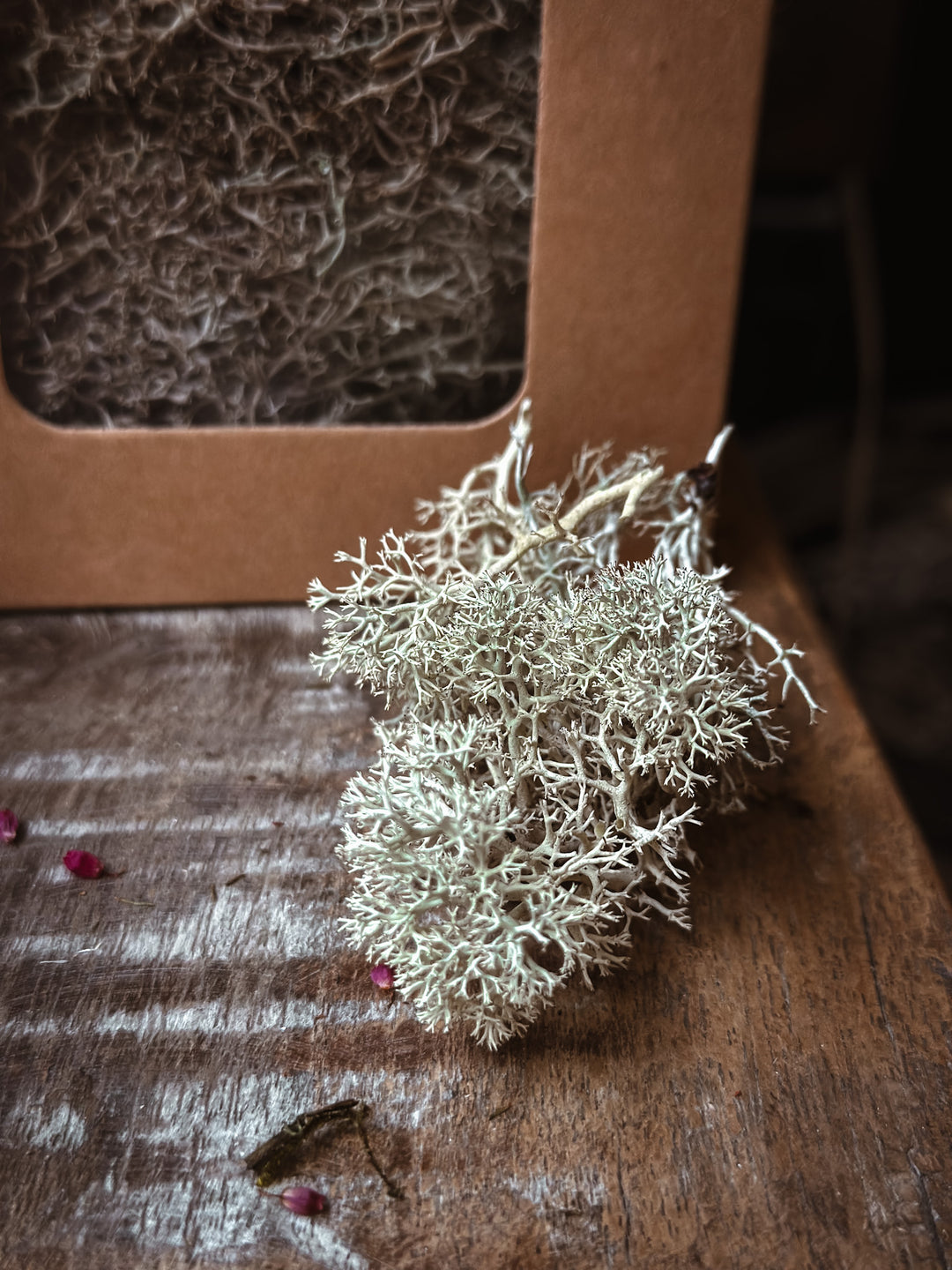 Christmas Botanicals - Preserved Moss Light Green