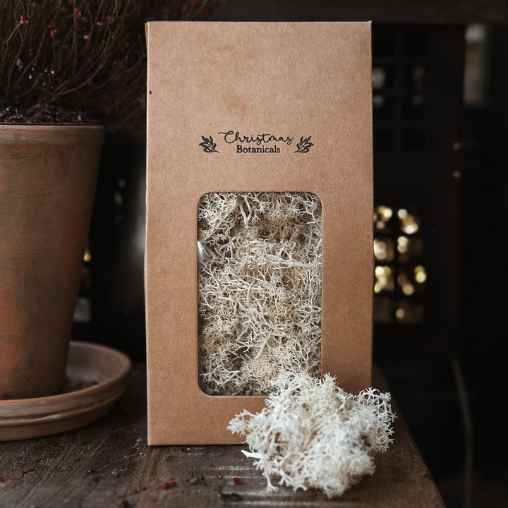 Christmas Botanicals - Preserved Moss White