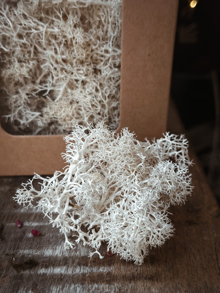 Christmas Botanicals - Preserved Moss White